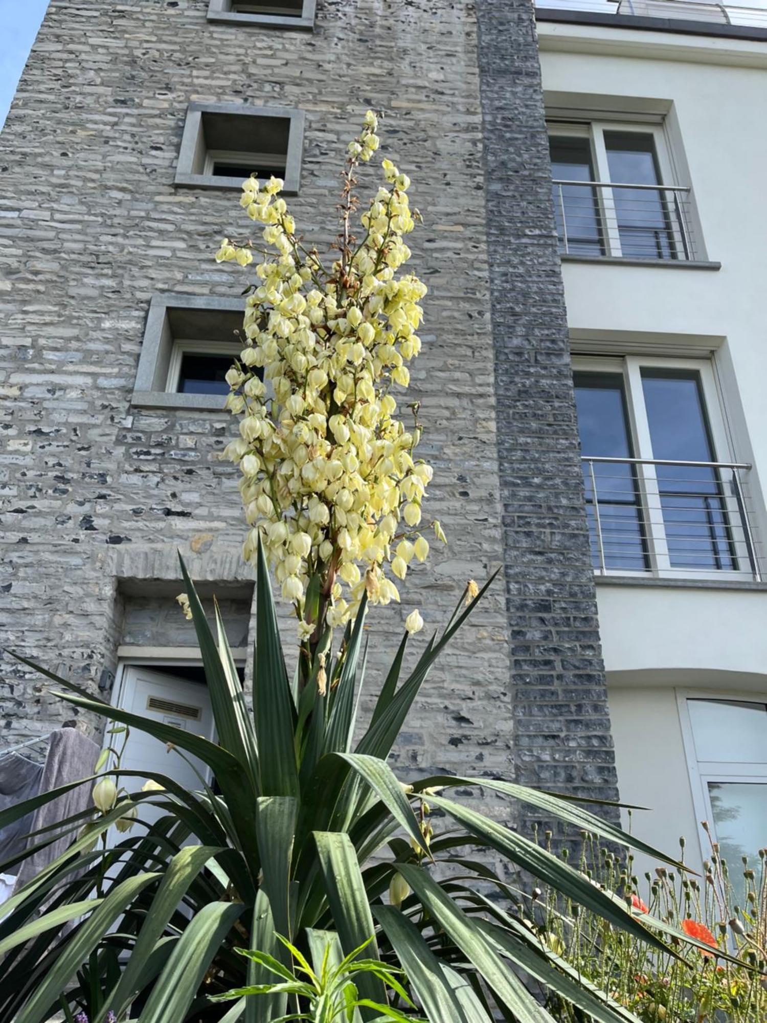 Penthouse - Villa Cardano Como Luaran gambar